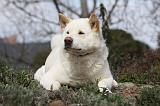 AKITA AMERICAIN 401